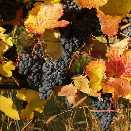 Tiny Kamptal Tatil Evi Schönberg am Kamp