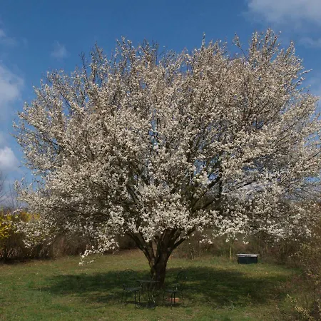 Tiny Kamptal Tatil Evi *