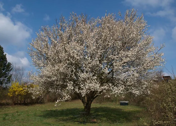Tiny Kamptal Holiday home *